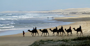 12th May 2013 - Camels at Birubi