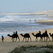 Camels at Birubi by onewing