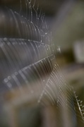12th May 2013 - Spider Web