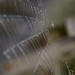 Spider Web by yaorenliu