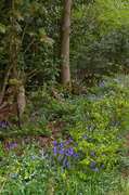 9th May 2013 - Bluebells