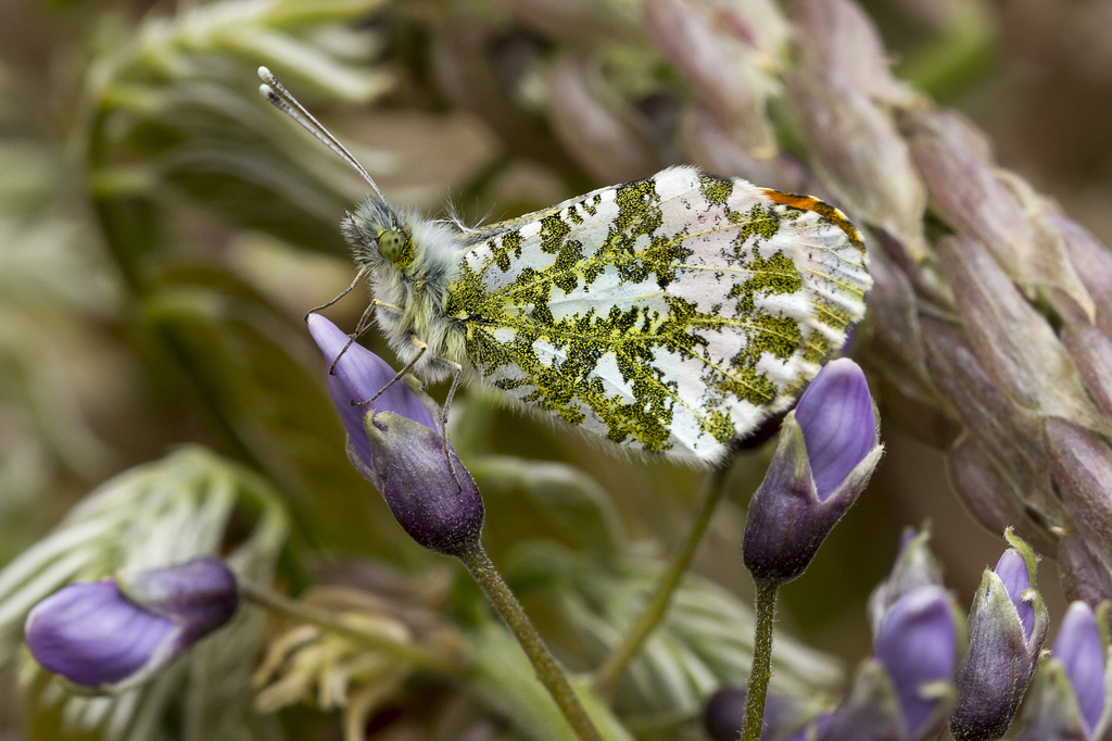 orange tip and wisteria by jantan