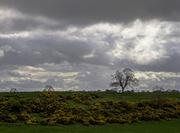 10th May 2013 - the tree, the gorse and stormy skies