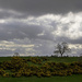 the tree, the gorse and stormy skies by jantan