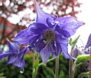 12th May 2013 - Aquilegia aka Granny's bonnets in our garden