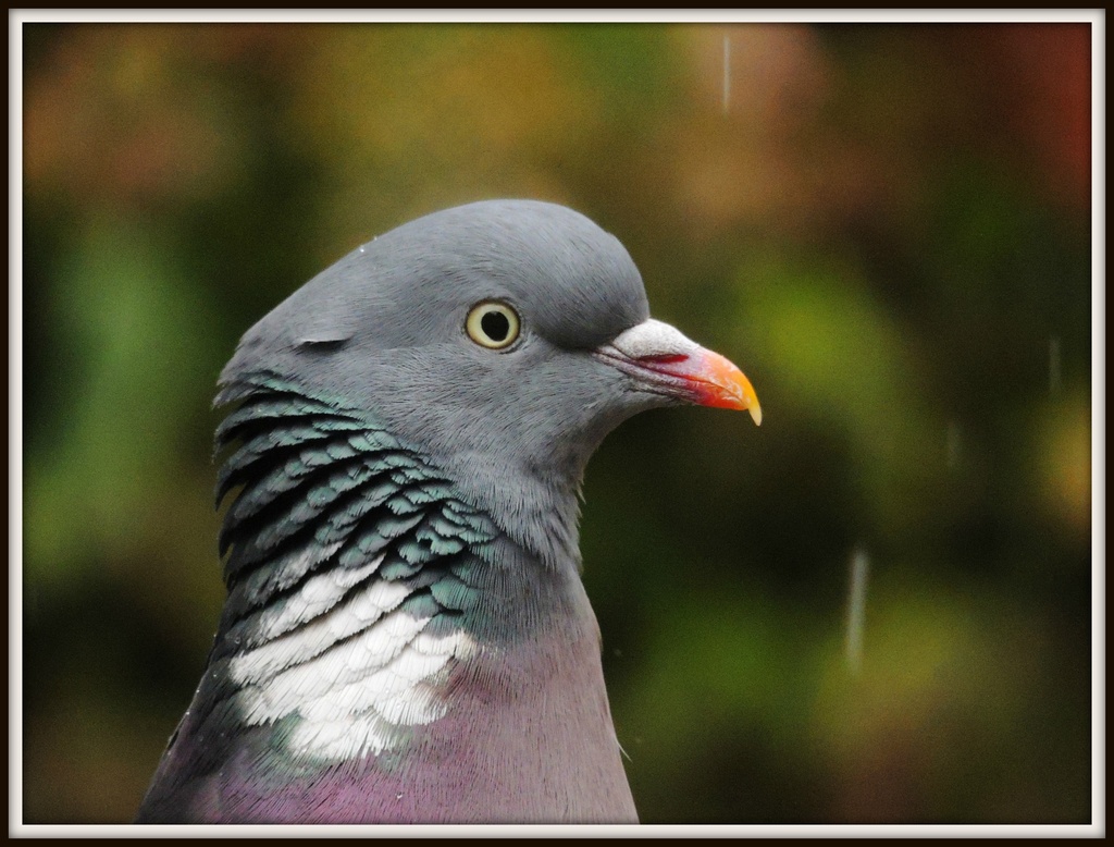 Mr Pigeon by rosiekind