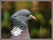 12th May 2013 - Mr Pigeon