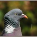 Mr Pigeon by rosiekind