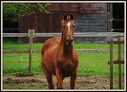 12th May 2013 - My friend the chestnut mare