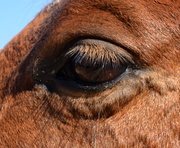 12th May 2013 - Watchful Eye