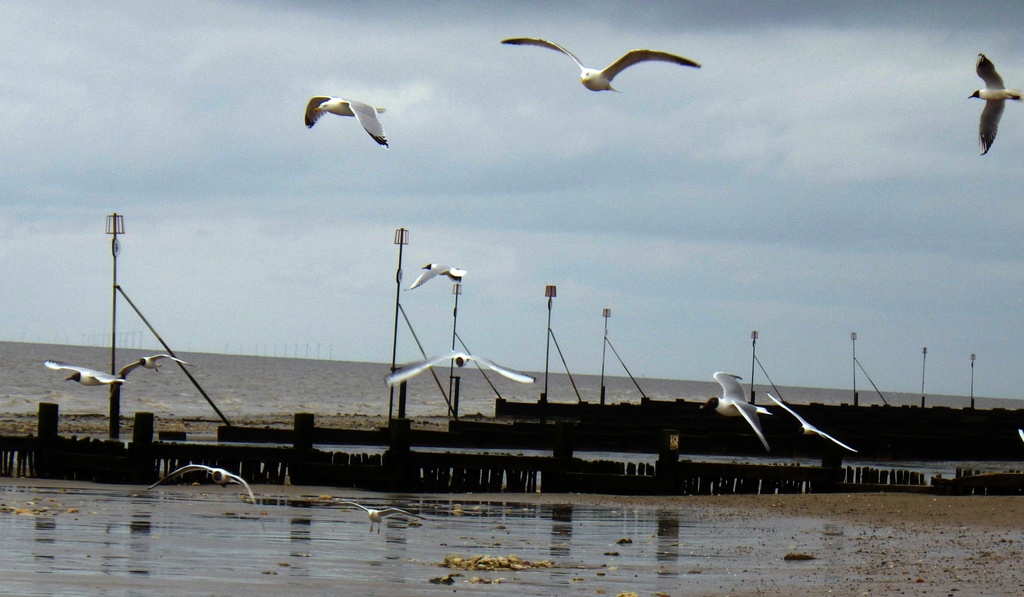Seagulls in flight. by bizziebeeme