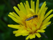 12th May 2013 - Fly on a dandelion - 12-5