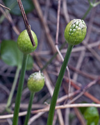 12th May 2013 - Allium Bud...ready to pop.