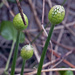 Allium Bud...ready to pop. by gardencat