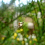9th May 2013 - Spider