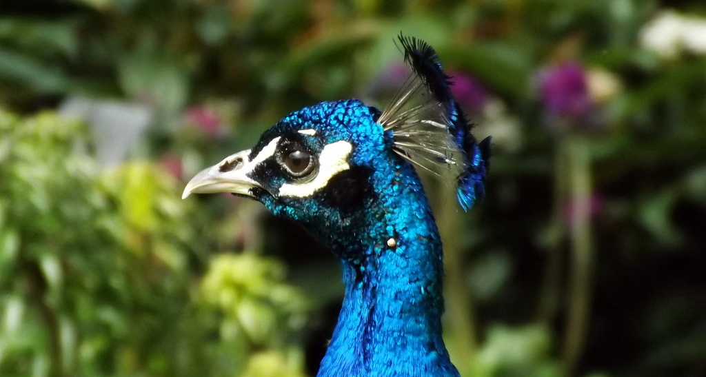 Kew Peacock by emma1231