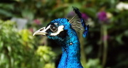 12th May 2013 - Kew Peacock
