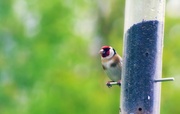 11th May 2013 - Then he flew into the bokeh