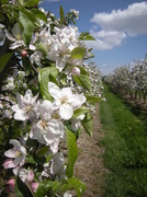 12th May 2013 - Pear orchard