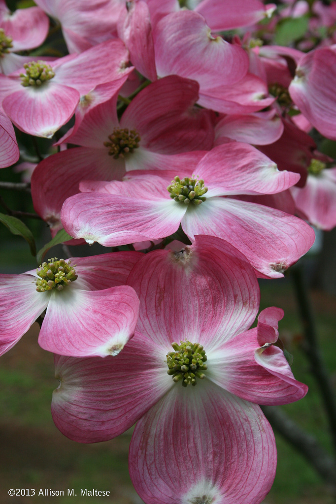 Pink Dogwoods by falcon11