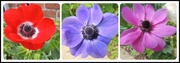 13th May 2013 - Anemones