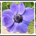 Anemones by allie912