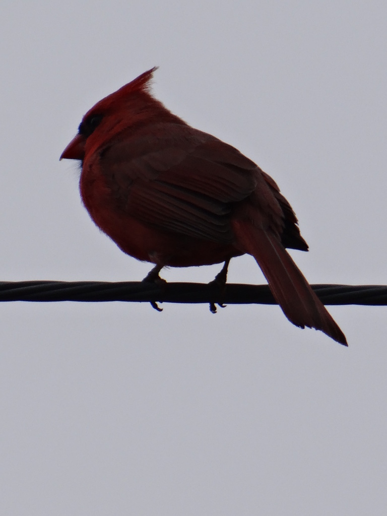 Mr Cardinal by brillomick