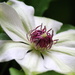 First Clematis by jankoos