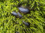 29th Apr 2013 - Pebbles and Moss