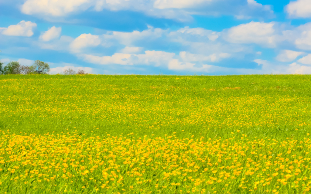 Field Of Yellow by lesip