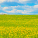 Field Of Yellow by lesip