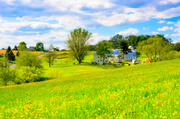 12th May 2013 - Field With A View