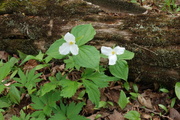 9th May 2013 - 2 trilliums