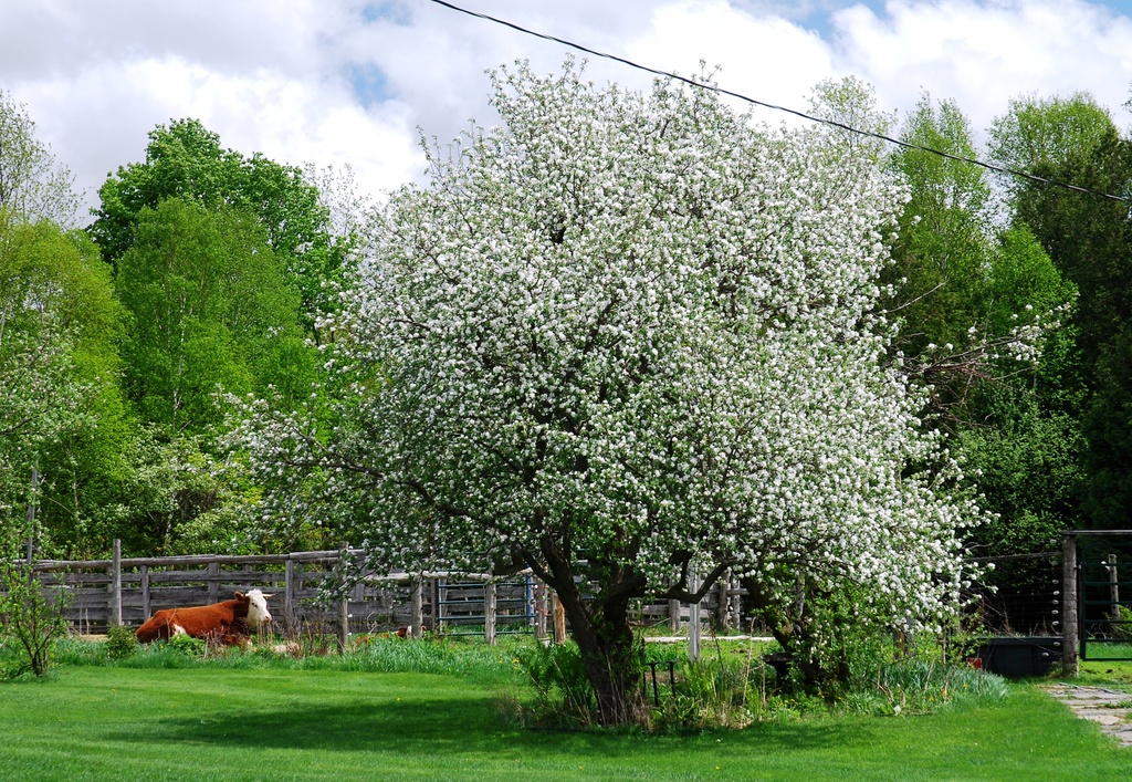 Full Bloom Apple Tree by farmreporter