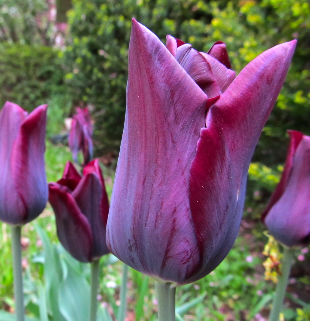 Purple Tulips by houser934