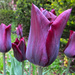Purple Tulips by houser934