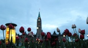 11th May 2013 - tulips on parliament hill