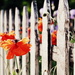 Picket Fence by pflaume