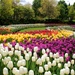 tulips, as far as the eyes can see! by summerfield