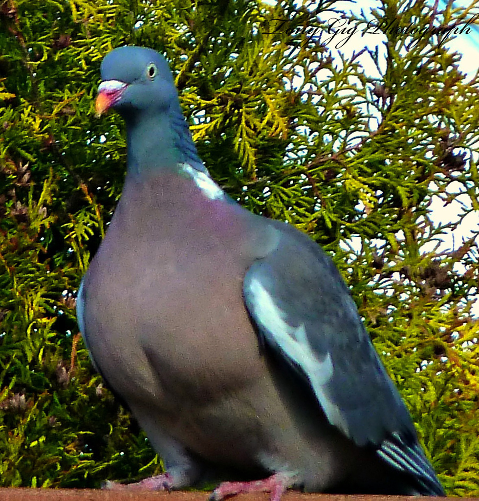 Pigeon  by tonygig