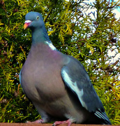 13th May 2013 - Pigeon 