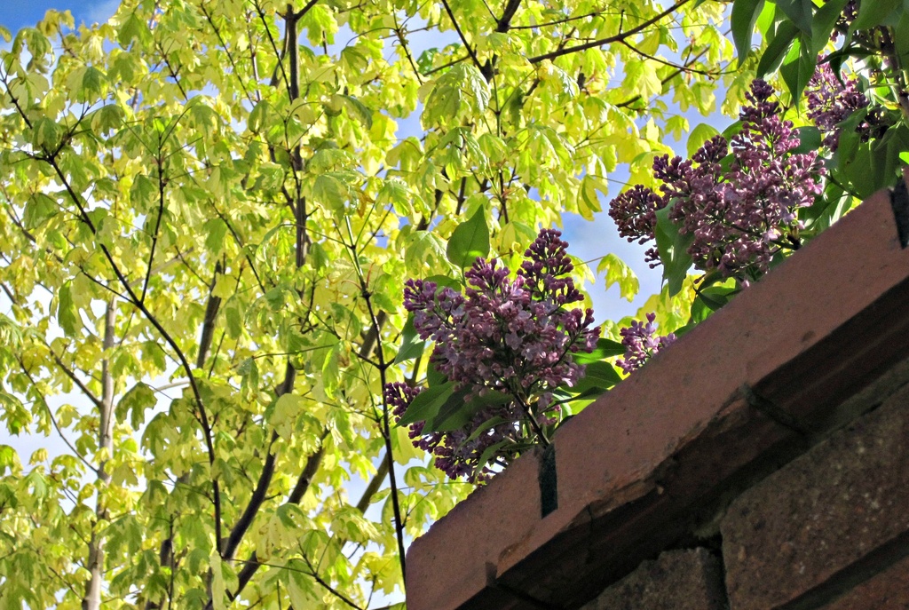 purple lilac and lime green acer in 'sunlight' by quietpurplehaze