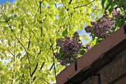 13th May 2013 - purple lilac and lime green acer in 'sunlight'