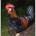 Dashing rooster by kali66