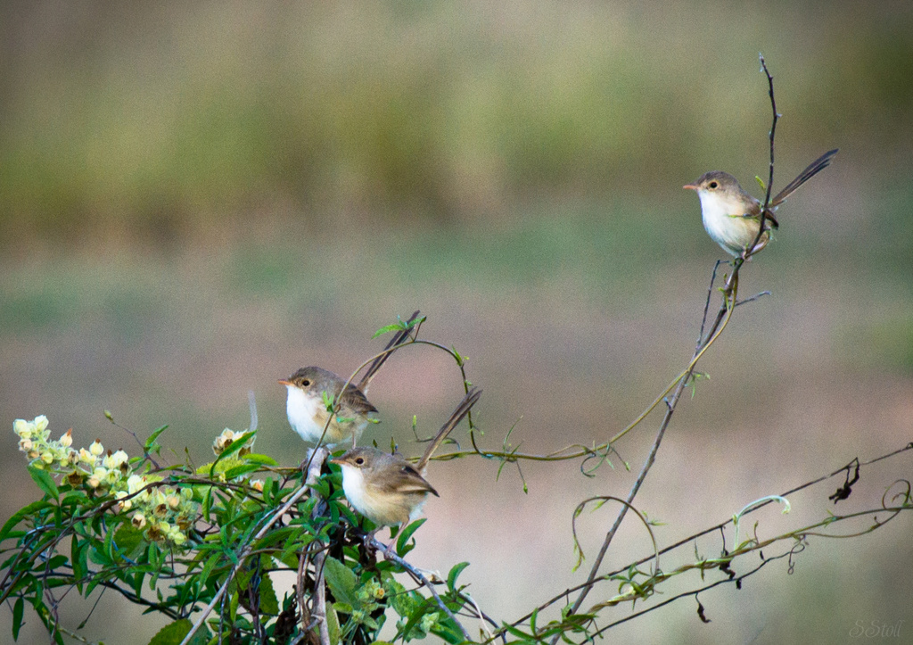 Three little birdies... by bella_ss