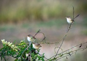 13th May 2013 - Three little birdies...