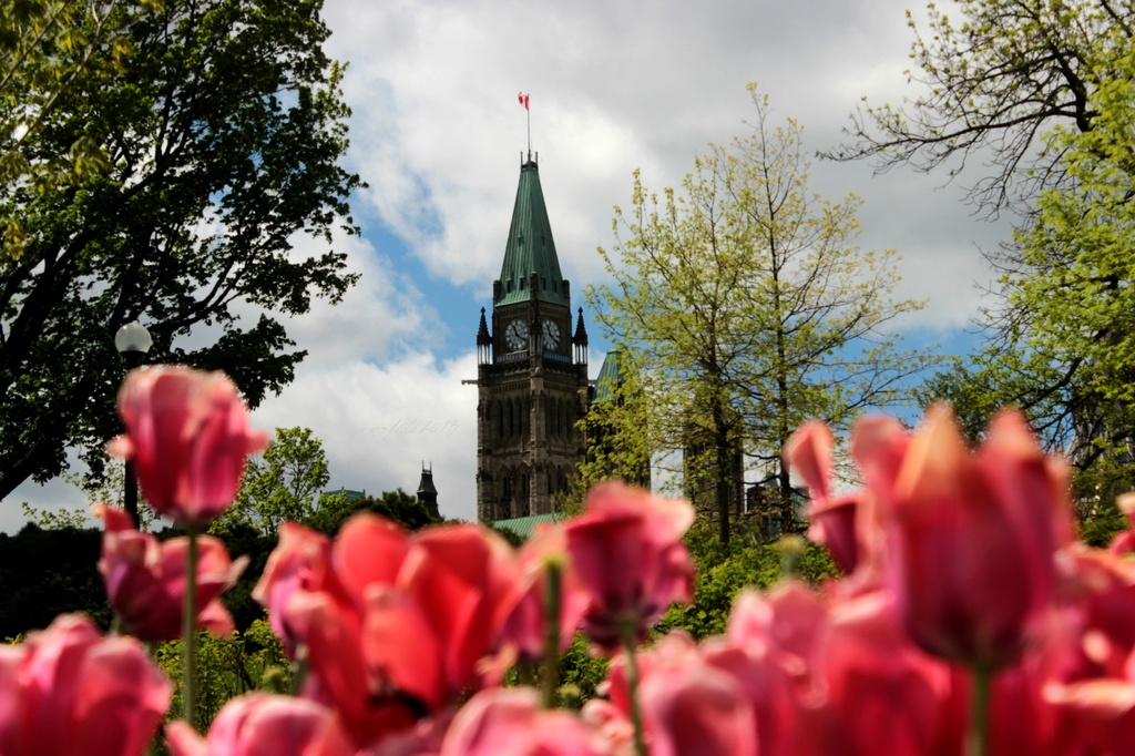 tulips on parliament hill - take 2 by summerfield