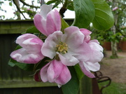 13th May 2013 - Apple Blossom
