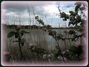 13th May 2013 - Apple blossom at Hinchingbrooke park