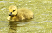 13th May 2013 - Gosling
